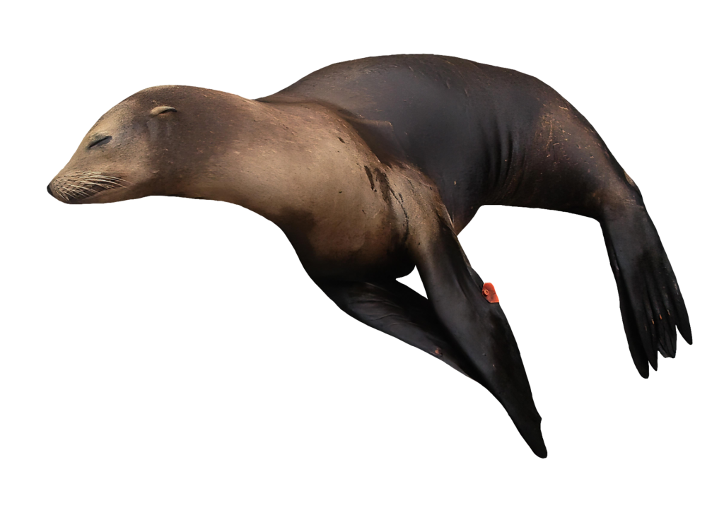 Sea Lion Swimming PNG