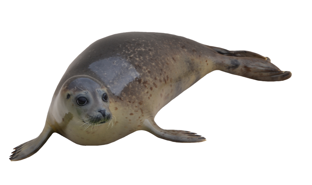 High-resolution Sea Lion PNG