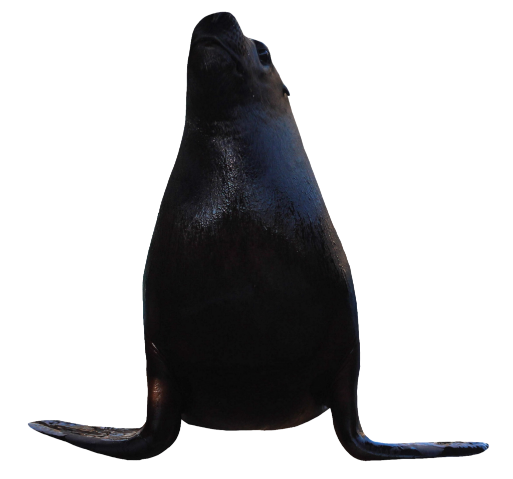 Black Sea Lion PNG