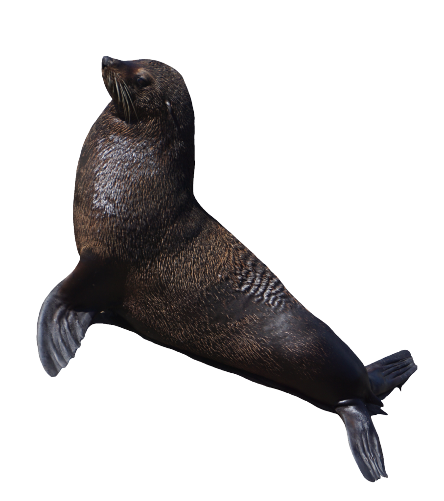 California Sea Lion PNG