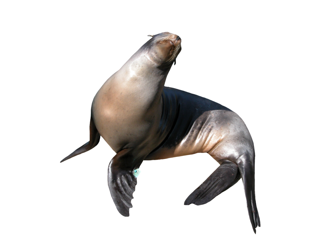 Sea Lion PNG image with transparent background