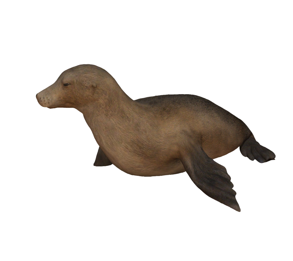 Animated Sea Lion PNG