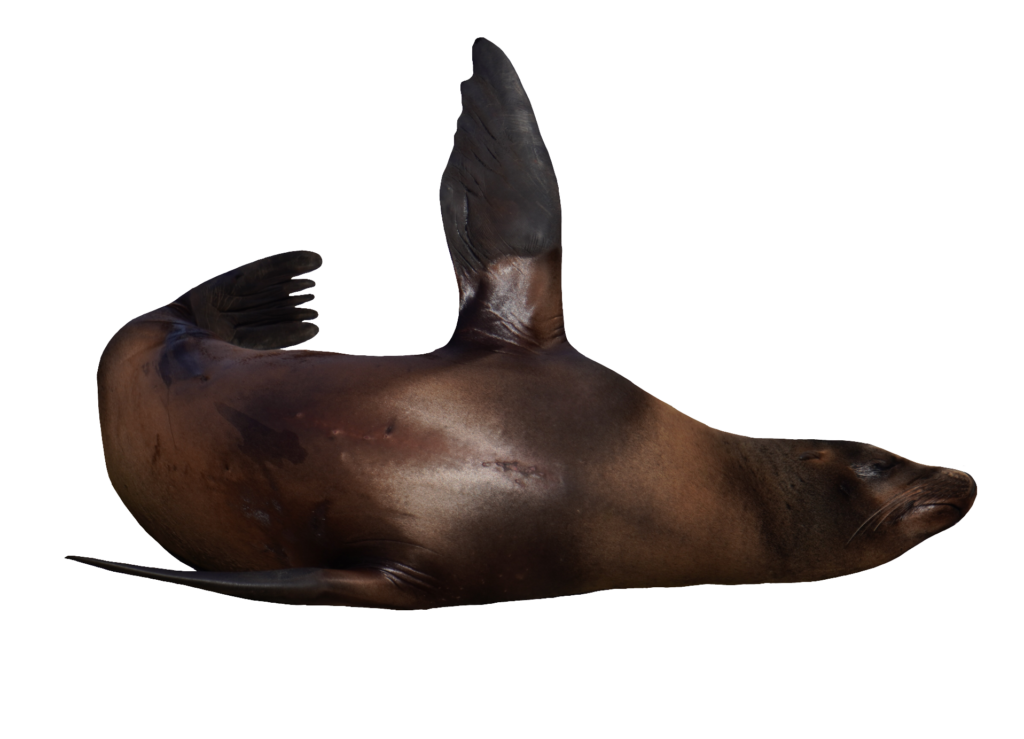 Circus Sea Lion PNG