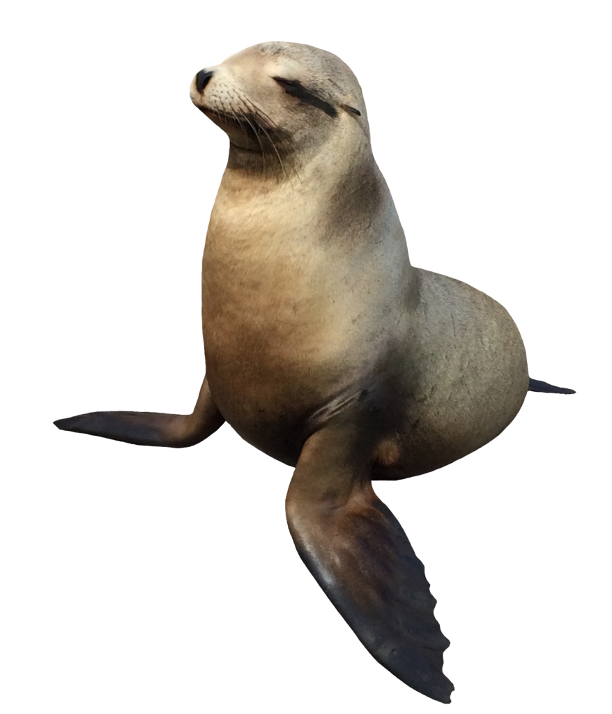 Transparent Sea Lion PNG