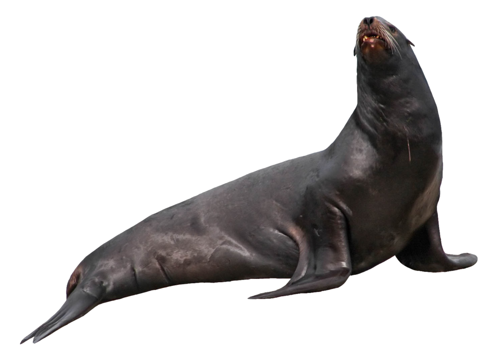 Sea Lion PNG image