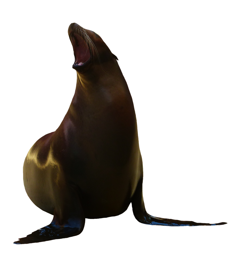 Transparent Sea Lion PNG