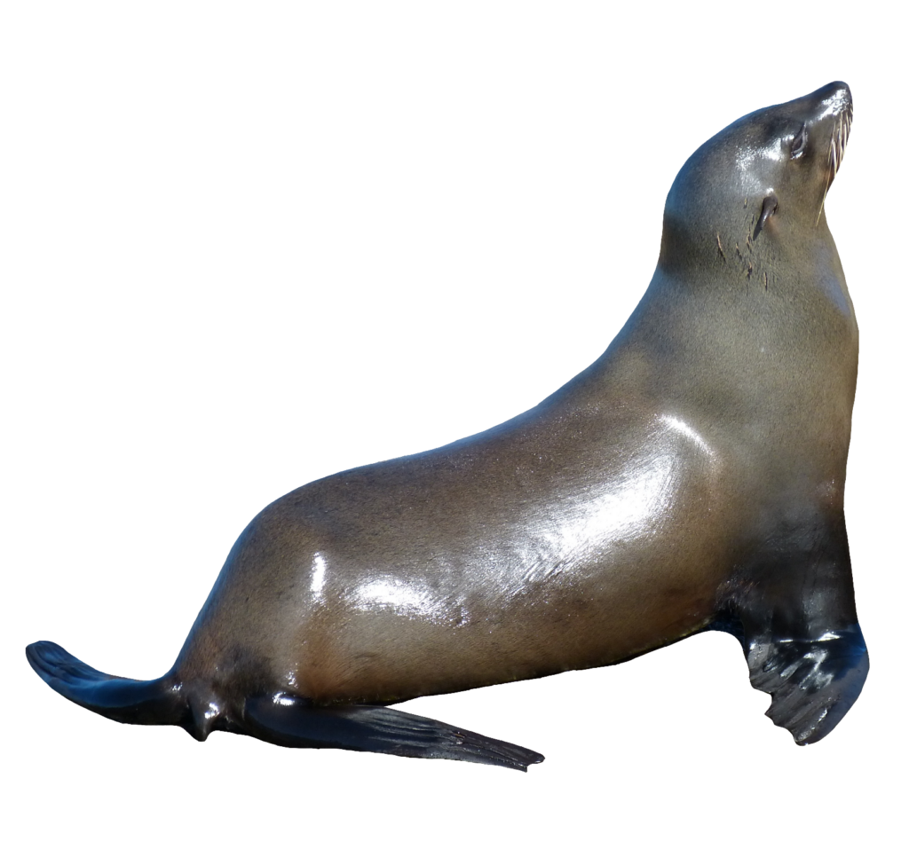 HD Sea Lion PNG