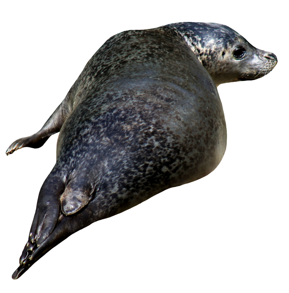 Sea Lion PNG