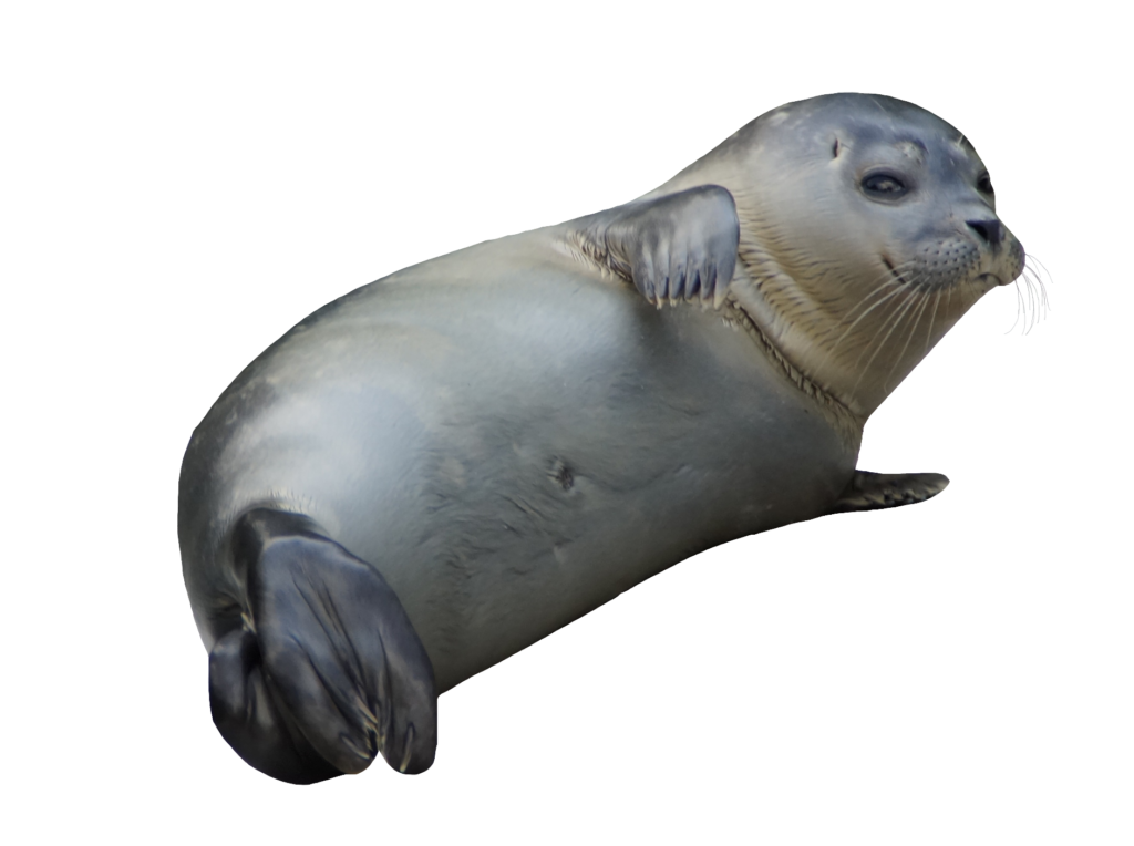 baby Sea Lion PNG