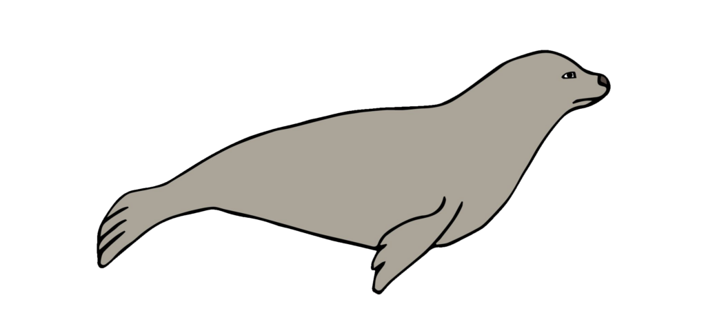 Sea Lion Drawing PNG