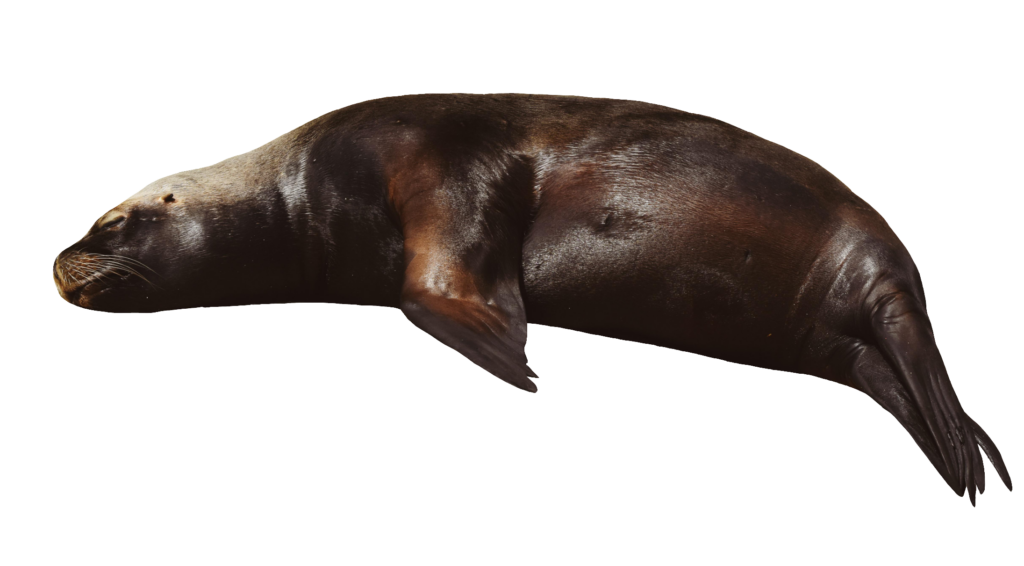 Sleeping Sea Lion PNG