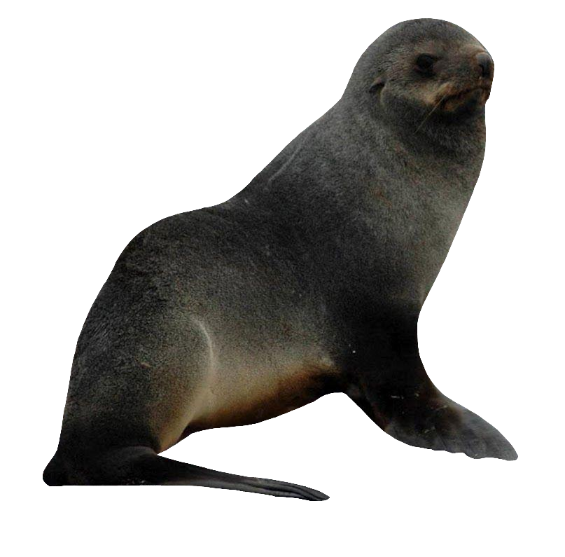 Transparent Sea Lion PNG