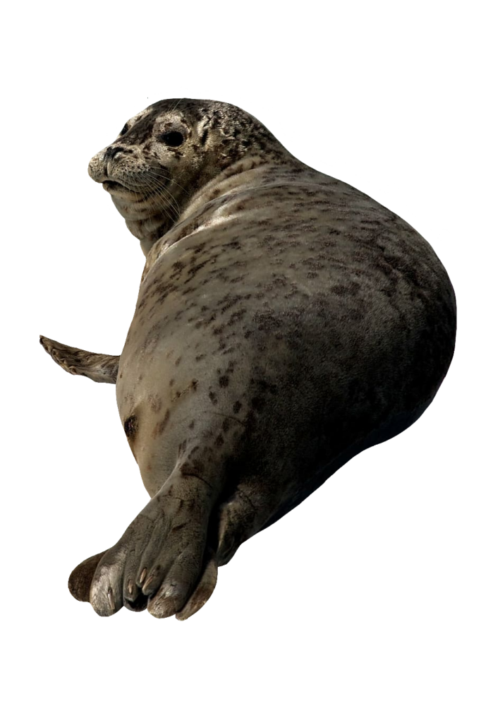 Transparent Sea Lion PNG