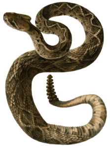 Aesthetic Snake PNG