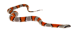 Transparent Snake PNG