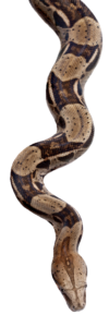 Big Python Snake PNG