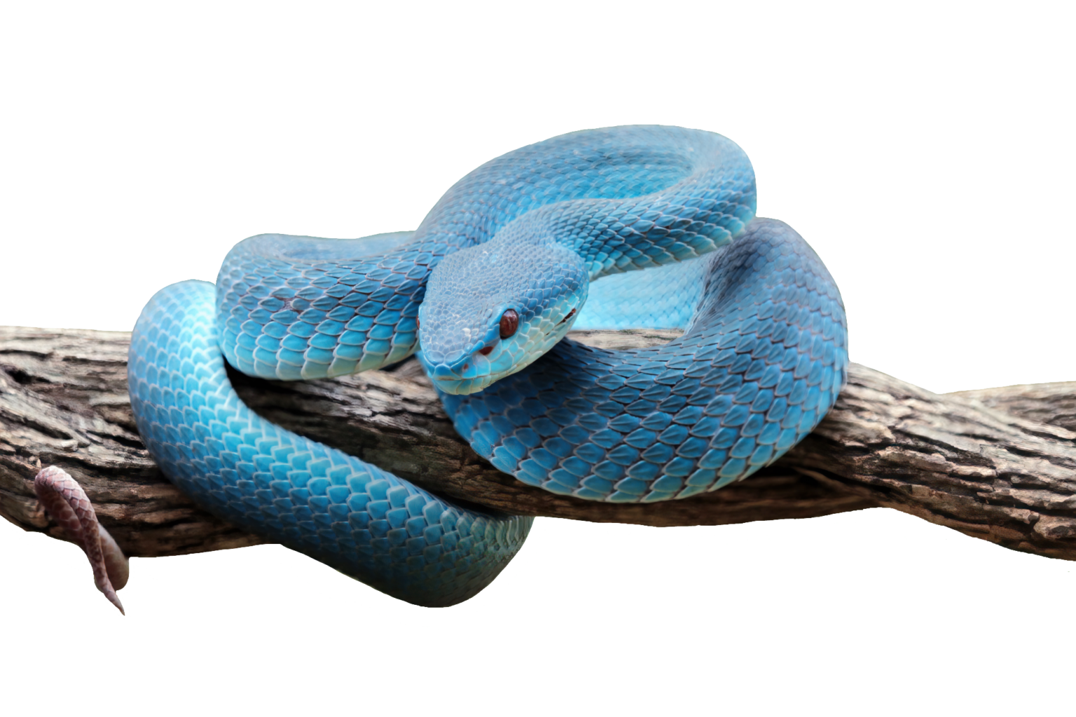 Snake PNG Transparent Images Free Download - Pngfre