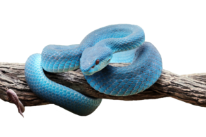Blue Jungle Snake PNG
