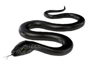 Black Snake PNG