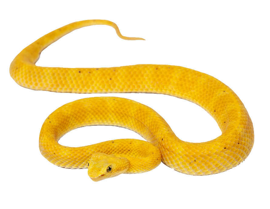 Yellow Snake PNG