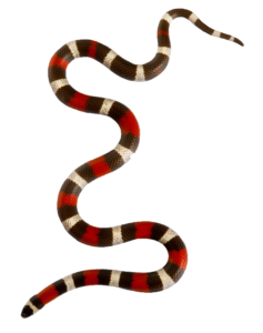 Colorful Snake PNG