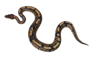 Transparent Snake PNG