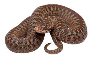 Realistic Snake PNG