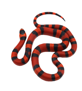 Red Black Snake PNG