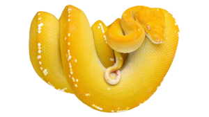 Yellow Snake PNG