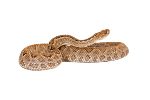Transparent Snake PNG Image