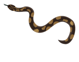 Brown Snake Vector PNG