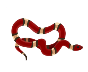 Red Snake Drawing PNG