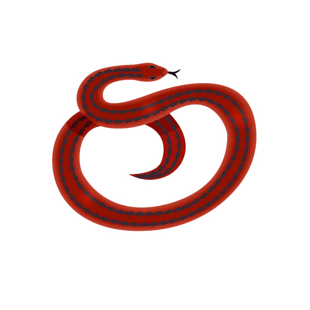 Red Snake Clipart PNG