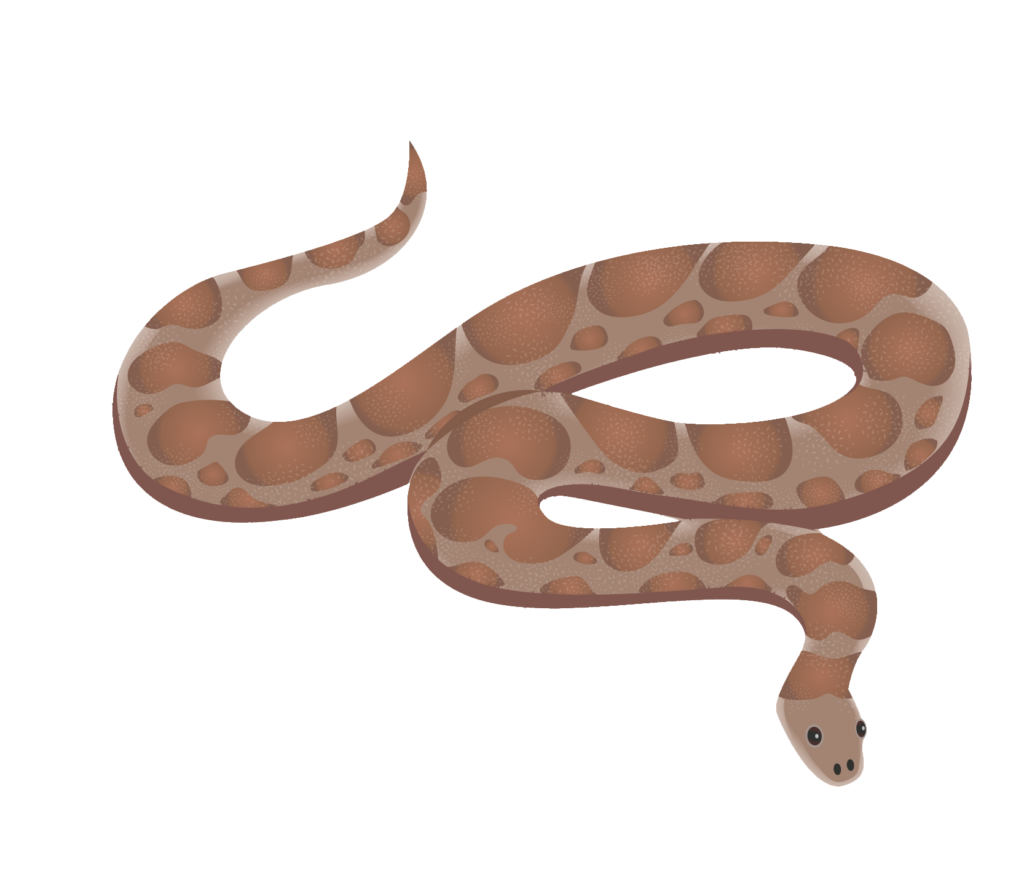 Brown Snake Drawing PNG