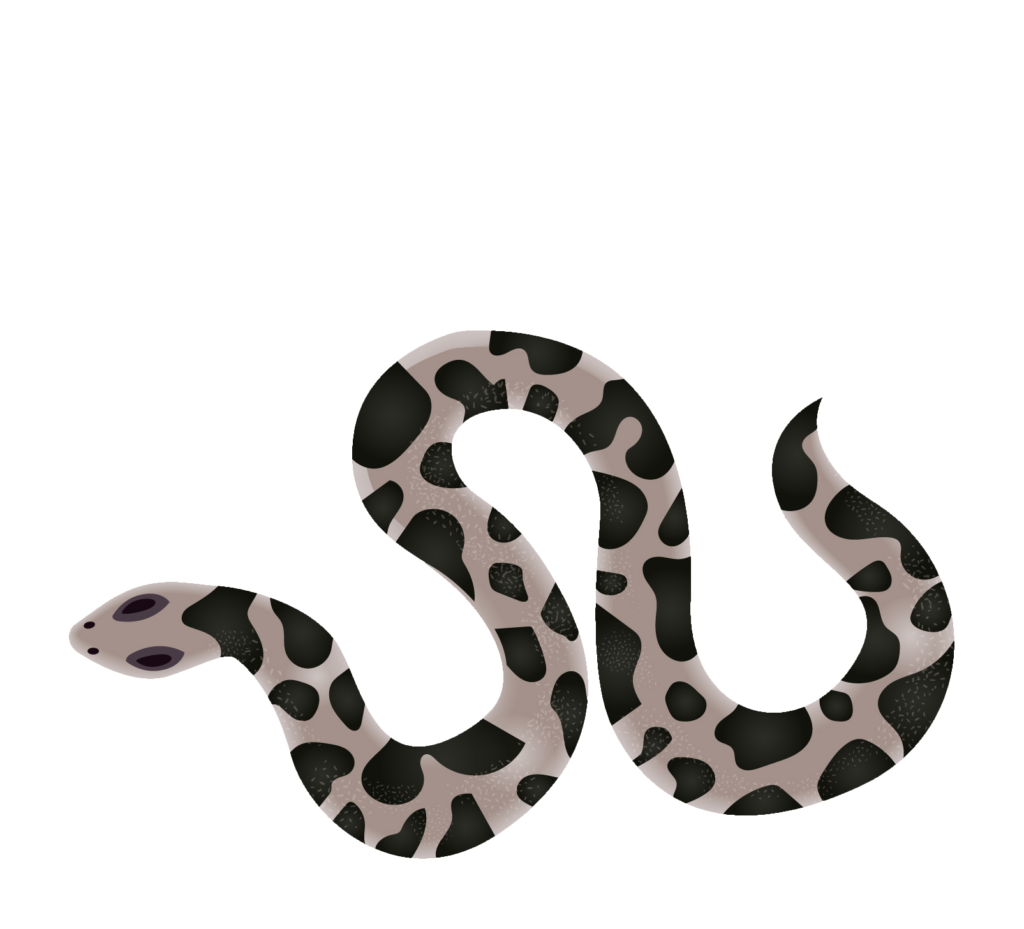 Snake Vector PNG
