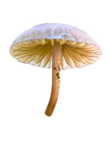 Transparent Mushroom PNG