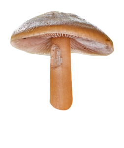 Realistic Mushroom PNG