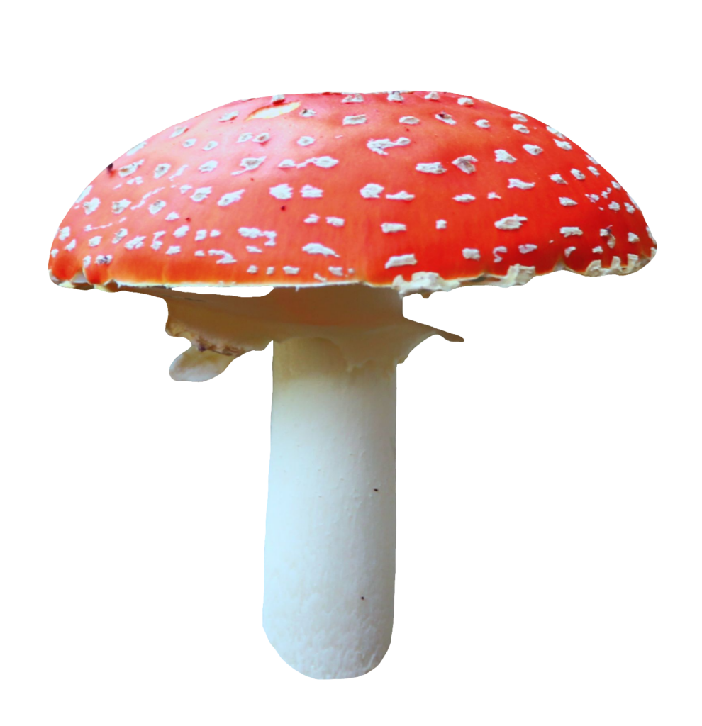 Red Mushroom PNG