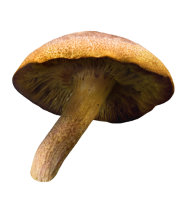 Transparent Mushroom PNG