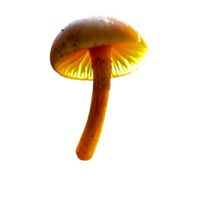 Transparent Mushroom PNG