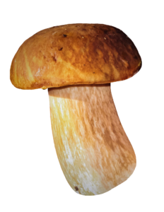 Transparent Mushroom PNG Image