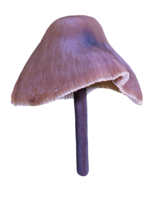 Transparent Mushroom PNG