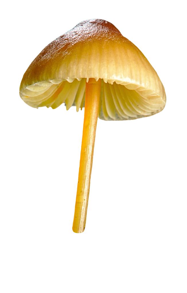 Transparent Mushroom PNG