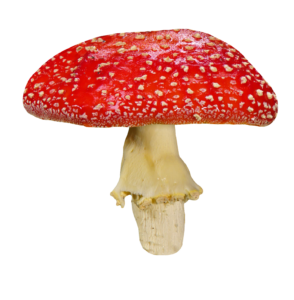 Realistic Red Mushroom PNG