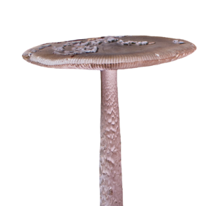 Transparent Mushroom PNG