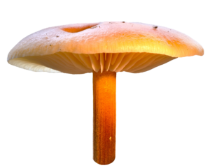 Mushroom Cloud PNG