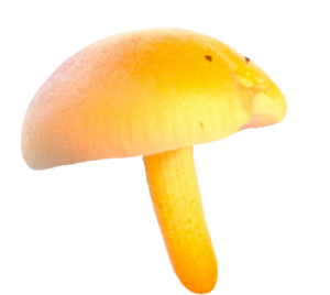 Yellow Mushroom PNG