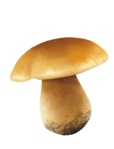 Aesthetic Mushroom PNG