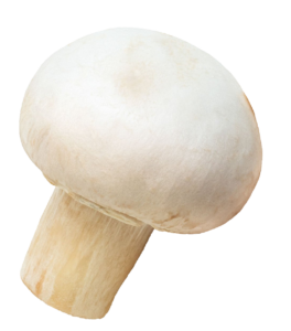 White Button Mushroom PNG
