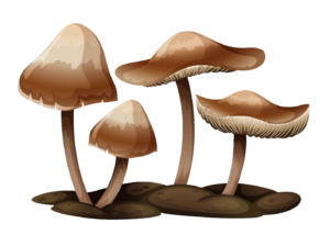 Fungus Mushroom Clipart PNG